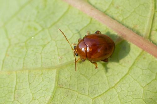 Réf. 243 360 : Sphaeroderma sp.